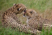 cheetah family