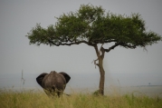 un éléphant et un arbre!