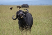 buffalo