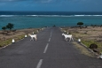 île rodrigues, cotton bay