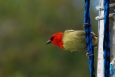 île maurice, cardinal de maurice