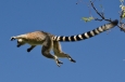 madagascar, lemur catta