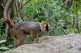 madagascar, parc de l'isalo